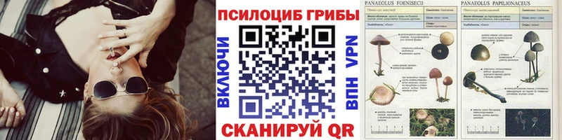 Галлюциногенные грибы Cubensis  купить закладку  Шарыпово 